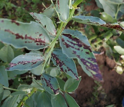 Direction of research: Identification of plant pathogens, biological and genetical diversity of microorganisms